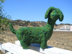 Dachshund Frame Topiary with Moss A 13 inches tall